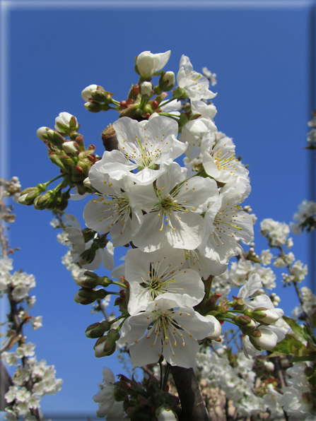 foto Paesaggi Collinari in Primavera